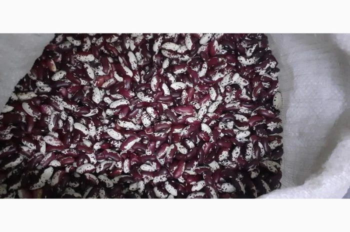 Куплю квасолю ласточку- фото № 1