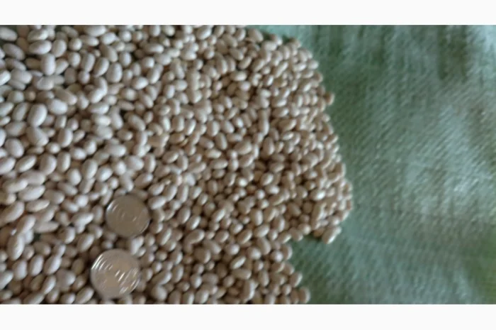 Квасоля Насіння Мавка Невібінс Лаура- фото № 2