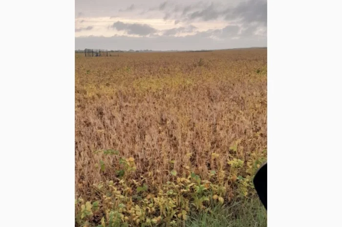 Квасоля Насіння Мавка Невібінс Лаура- фото № 3