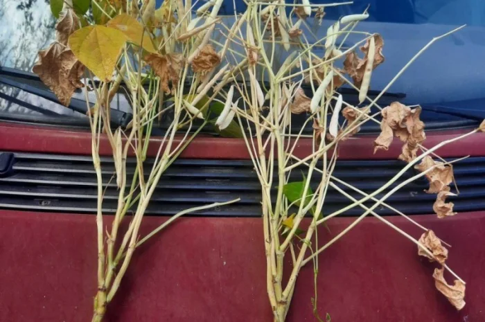 Квасоля Насіння Мавка Невібінс Лаура- фото № 4