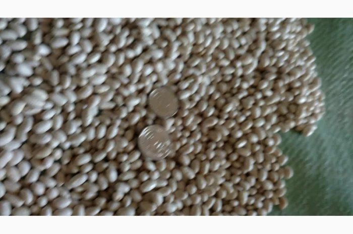 Продам насіння квасолі Мавка- фото № 1