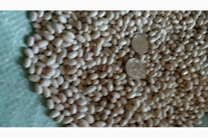 Продам насіння квасолі Мавка- фото № 2