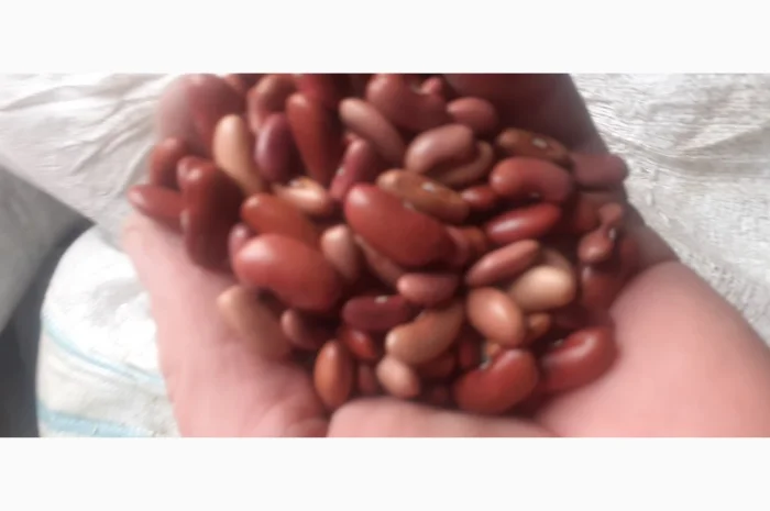 Продам квасолю- фото № 1