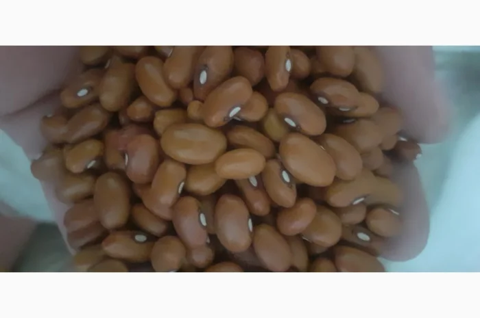 Продам квасолю- фото № 2