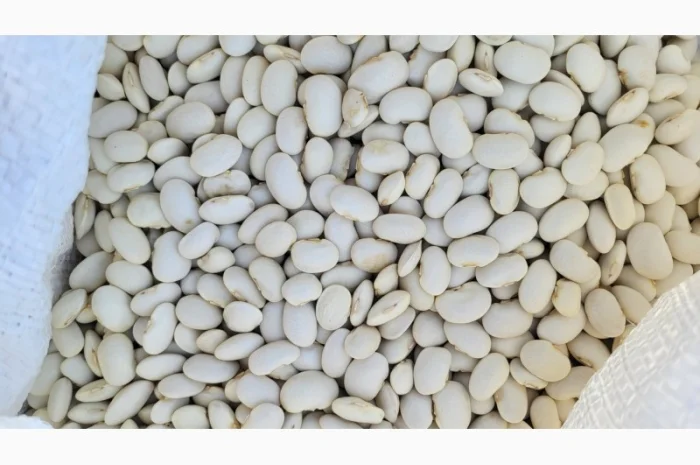 Куплю квасолю сорт бандоля- фото № 1