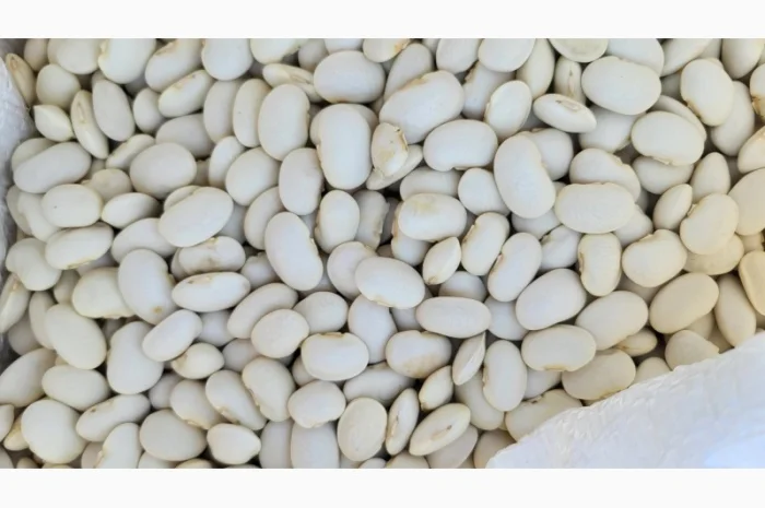 Куплю квасолю сорт бандоля- фото № 2