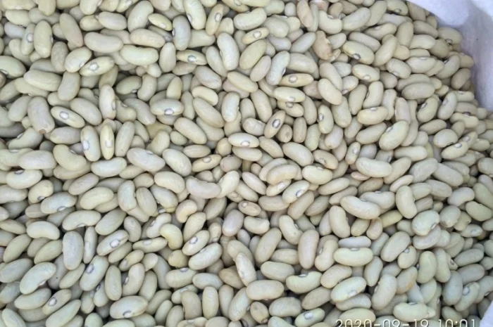 КВАСОЛЯ лимонка (зелена довга)- фото № 2