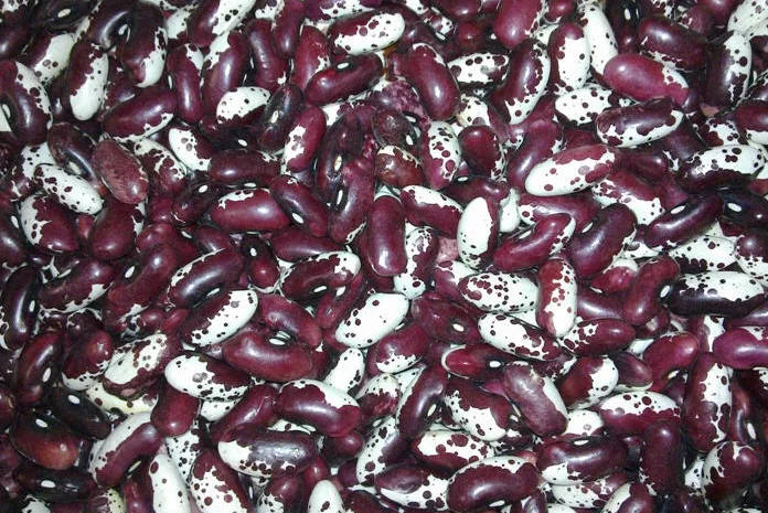 ПРОДАМ квасоля ластівка- фото № 1