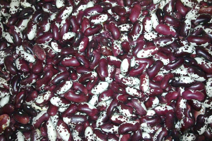 ПРОДАМ квасоля ластівка- фото № 2