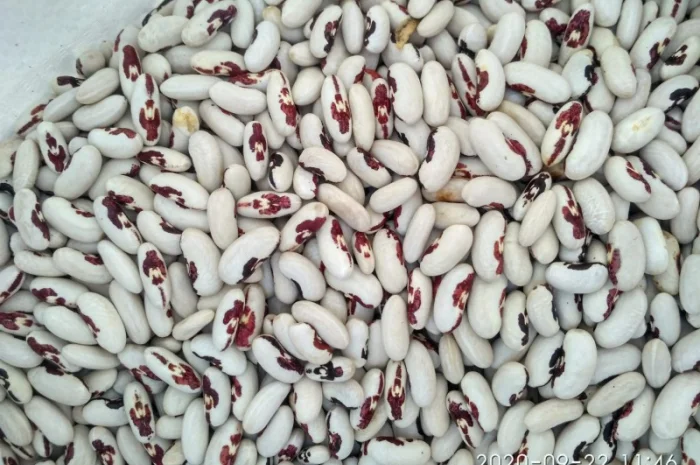 СОЛДАТІК квасоля- фото № 1