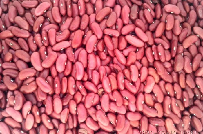 Томатна Американка Квасоля- фото № 1