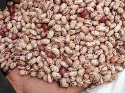 Барлолотт Квасоля Фасоль- фото № 3