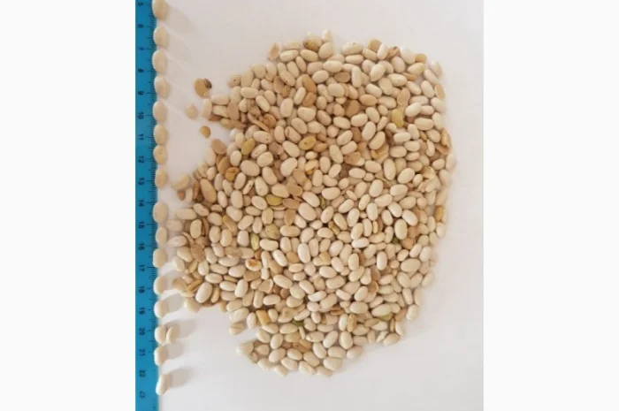 Фасоль белая Мавка 100 тонн 2021 года- фото № 1