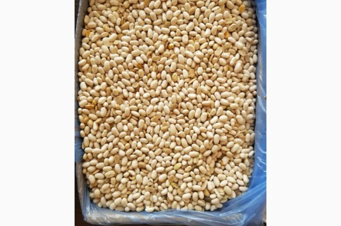 Фасоль белая Мавка 100 тонн 2021 года- фото № 2