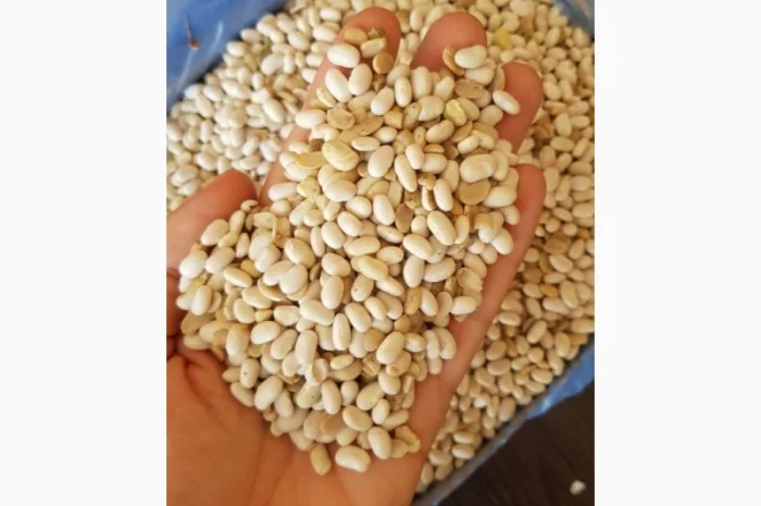 Фасоль белая Мавка 100 тонн 2021 года- фото № 3