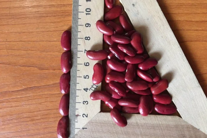 Продам фасоль томатка- фото № 1