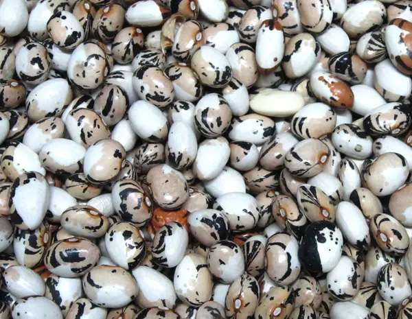Куплю фасоль(рябка- фото № 2