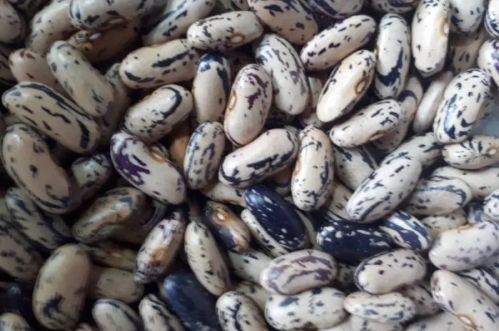 Куплю фасоль(рябка- фото № 4