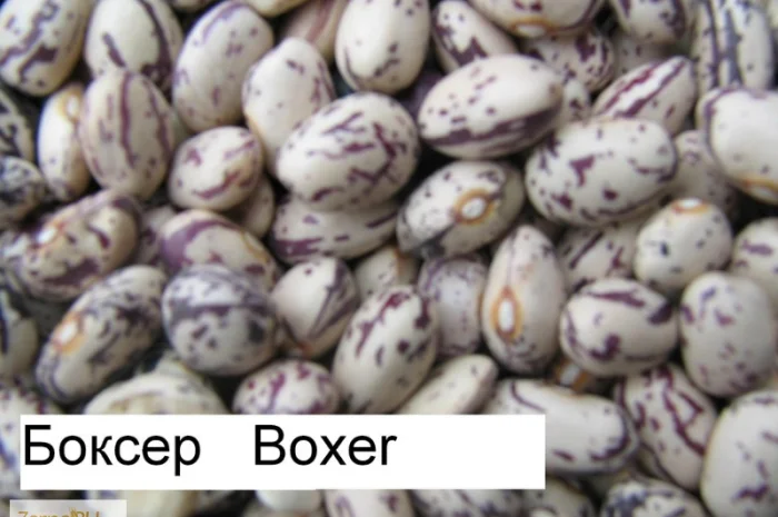 Куплю фасоль(рябка- фото № 5