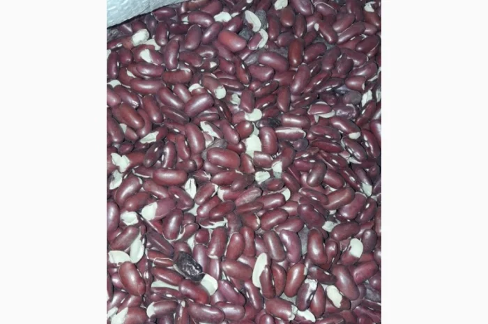 Продаємо квасолю на корм тваринам- фото № 2