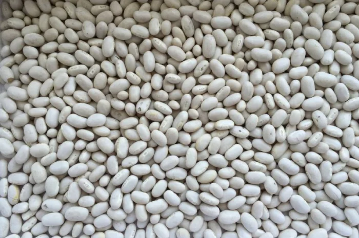 Пропонується квасоля сорту "Мавка"- фото № 1