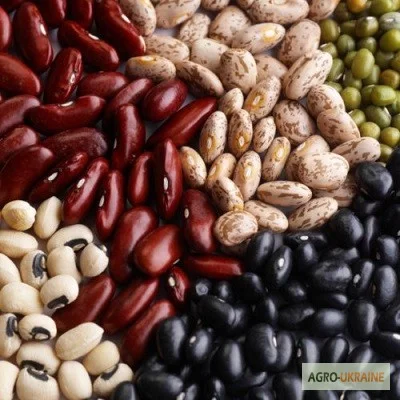 Продаємо квасолю різних сортів- фото № 1