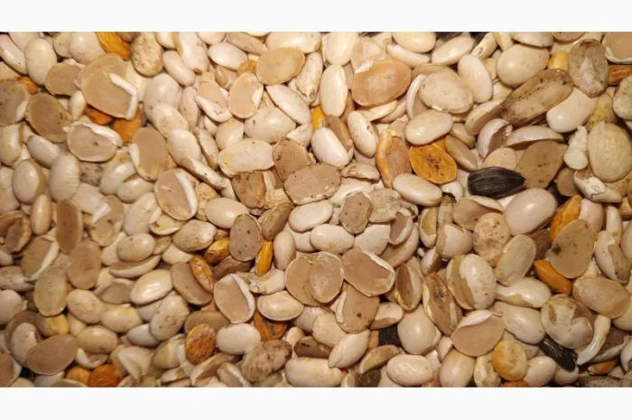 Продам половинки квасолі- фото № 1