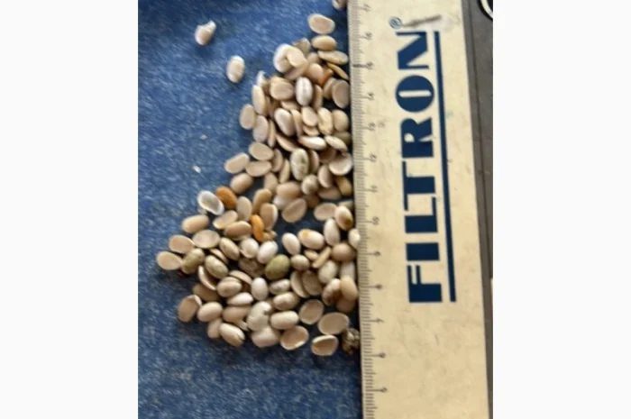 Продам половинку фасоли- фото № 1