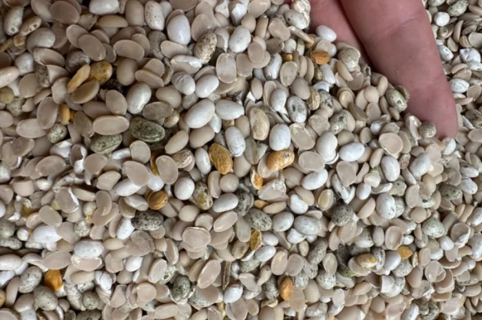 Продам половинку фасоли- фото № 2