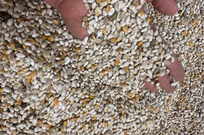 Продам половинку фасоли- фото № 3