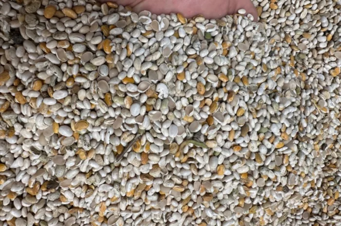 Продам половинку фасоли- фото № 6