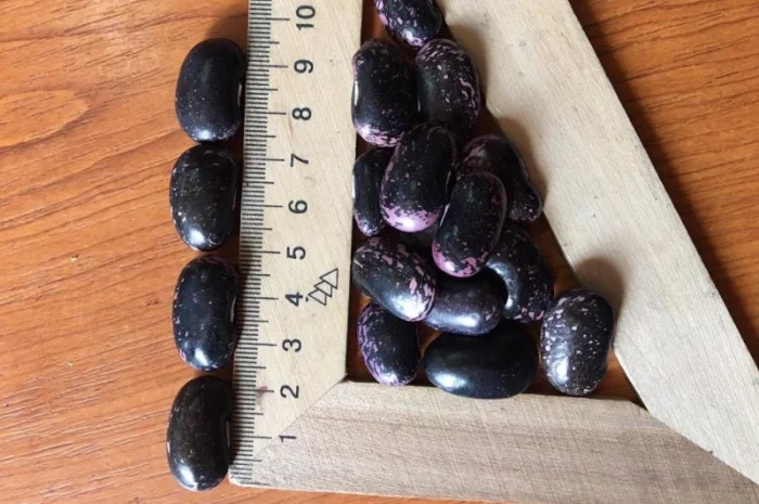 Продам фасоль на насіння- фото № 1