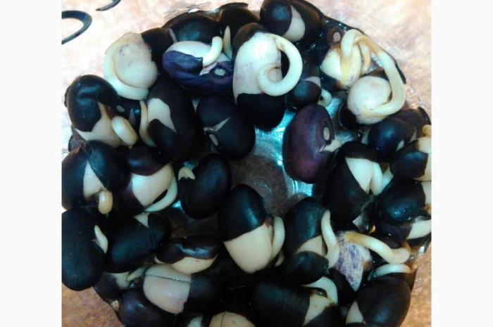 Чорна фасоль квасоля диабет діабет насіння для садження майже вся сходить- фото № 2