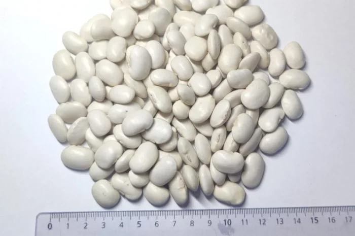 Продам квасолю сорту Бандоля- фото № 1