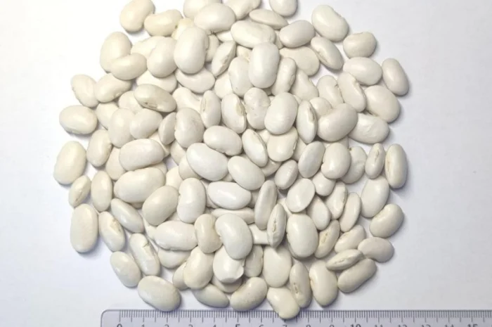 Продам квасолю сорту Бандоля- фото № 2