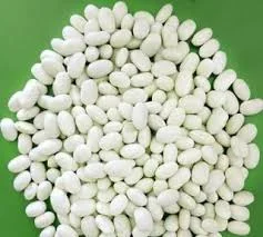 Посівна квасоля біла дрібна- фото № 1