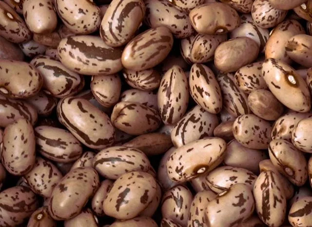 Продаємо квасолю (в асортименті)- фото № 1