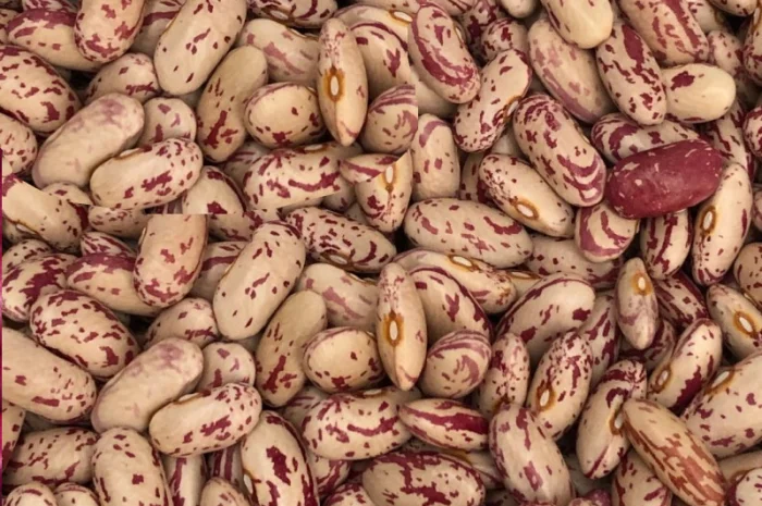 Продаж високоякісної квасолі- фото № 1