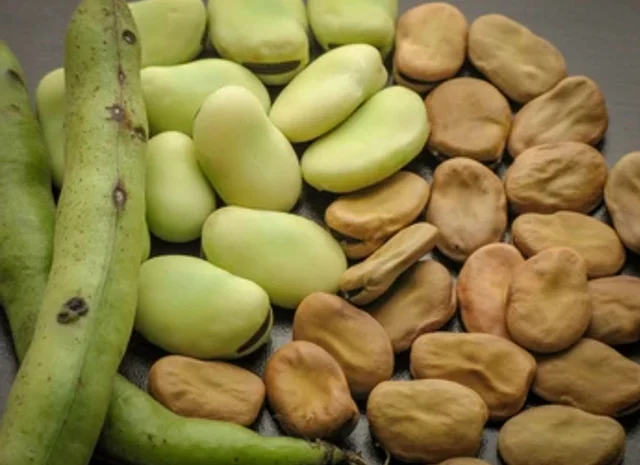 Продаємо квасолю різних сортів- фото № 1