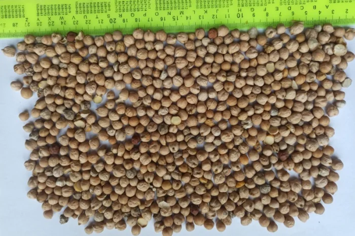 Продажа зерна: отходы и мучка- фото № 1