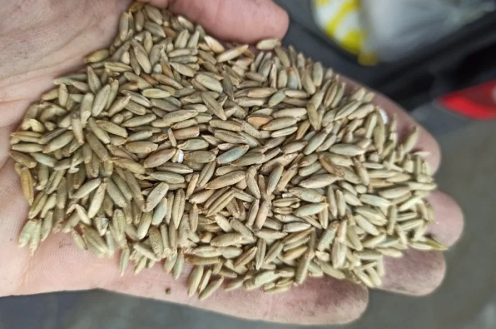 Продажа зерна: отходы и мучка- фото № 2