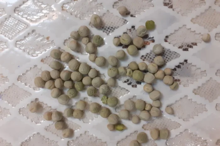 Продам горох- фото № 1