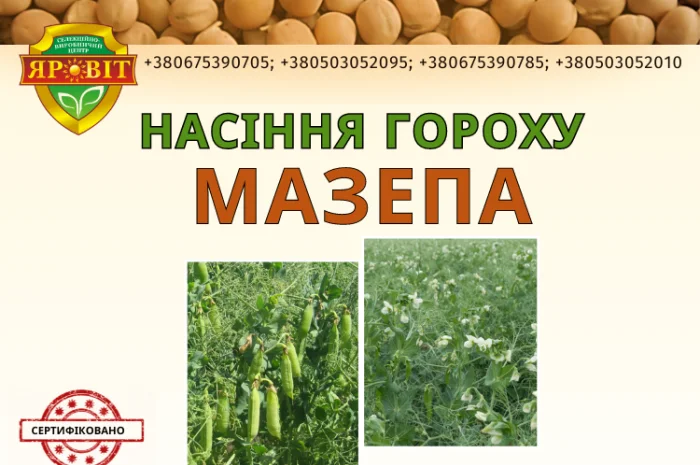 Насіння гороха безлисточкового короткостеблового сорту- фото № 1