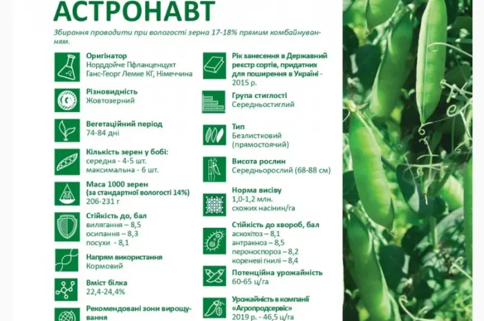 Попонуємо насіння жовтозерного гороху Астронавт (СН-1)- фото № 2
