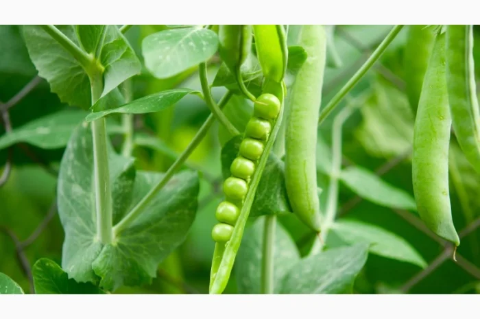 Продается семена жёлтого гороха ЕСО (СН-1)- фото № 1