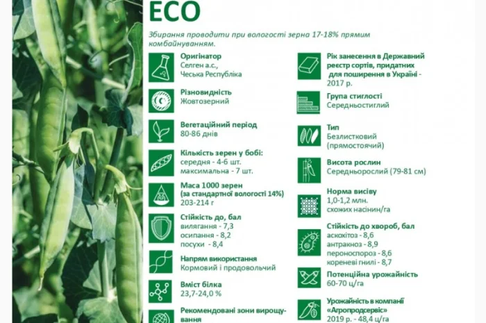 Продается семена жёлтого гороха ЕСО (СН-1)- фото № 2
