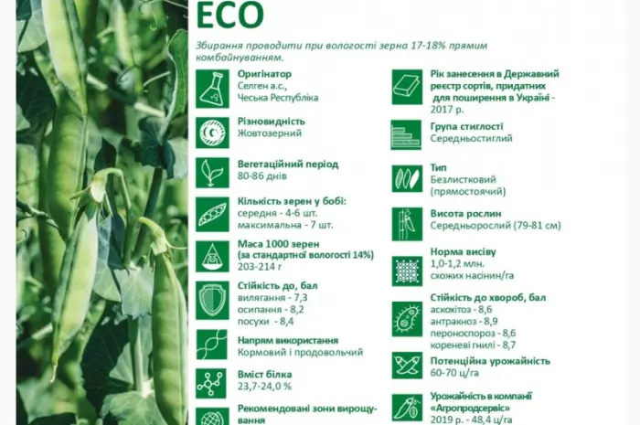 Предлагаем семена желтозерного гороха ЕСО (СН-1)- фото № 2
