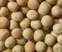 Есо семена гороха желтого 1реп- фото № 1