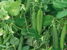 Семена желтого гороха сорта Готиевский элита в продаже- фото № 1