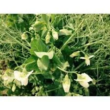 Семена желтого гороха сорт Отаман элита, 1 репродукция- фото № 1